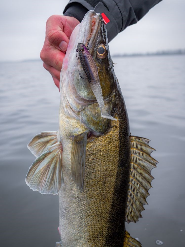 Berkley Gumová Nástraha PowerBait CullShad Deep Sinking Perch (1)